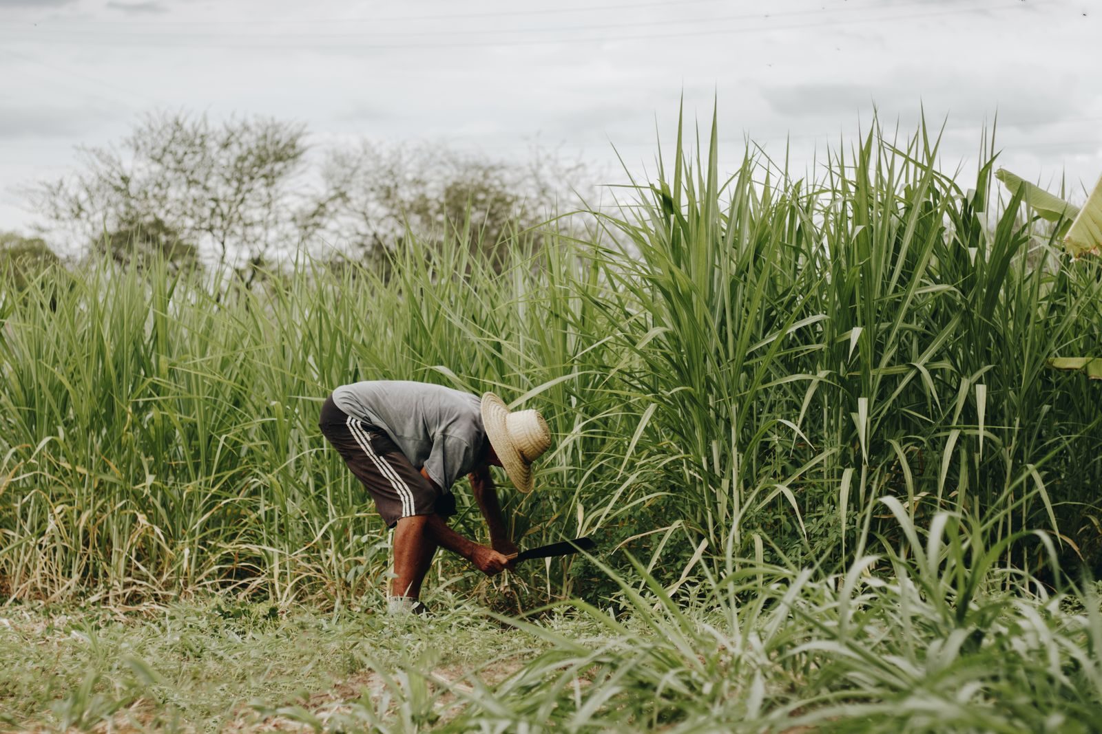 Trabalhadores rurais em área de produção agrícola no Brasil